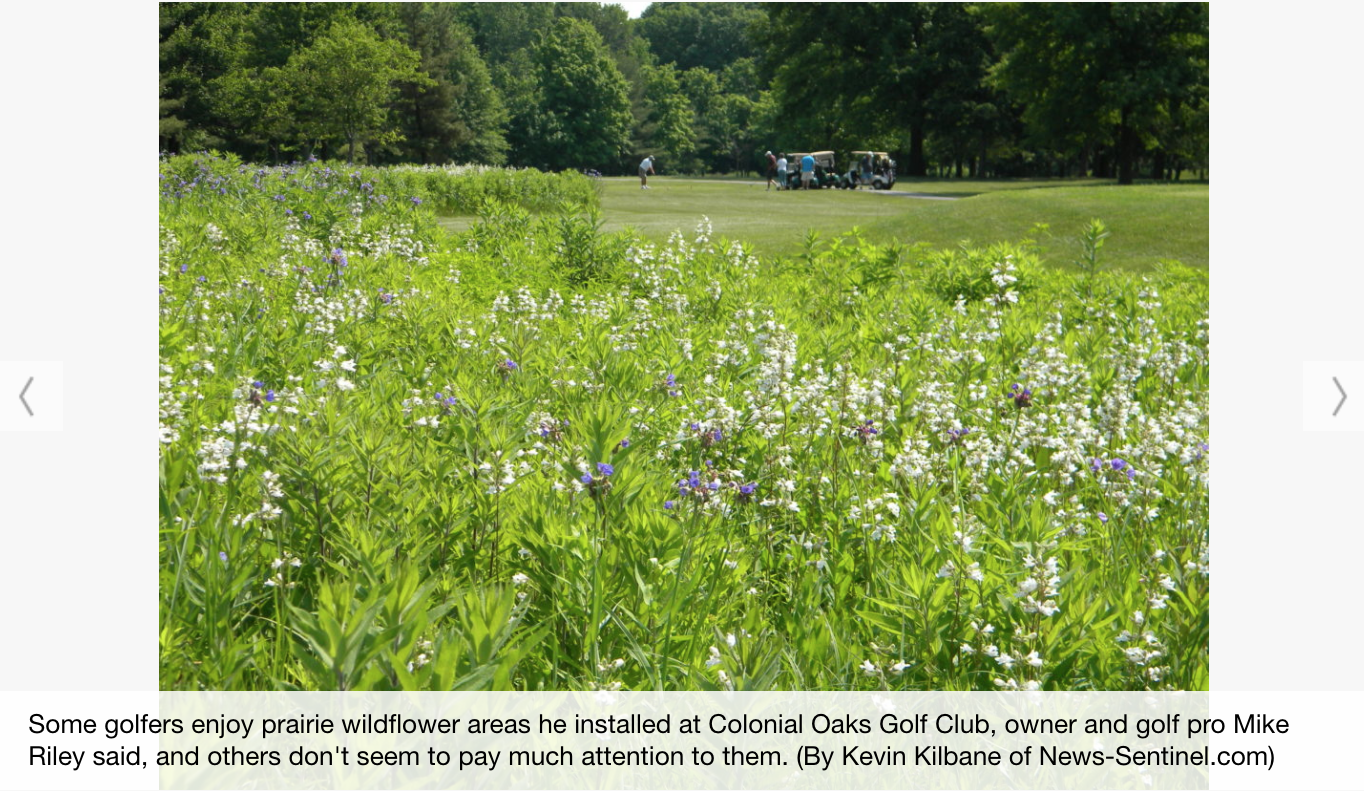 Adding Native Grasses to Golf Courses is a Gimme - Sharp Bros. Seed Co.